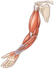 2 POSILOVÁNÍ NA ANATOMICKÝCH ZÁKLADECH Na zadní straně paže se nachází extenzory (natahovače) loketního kloubu.