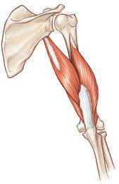 triceps brachii), který se skládá ze tří oddělených hlav dlouhé, střední a vnější hlavy (obr. 2.2). Svaly paží jsou důležité pro různé sportovní výkony.