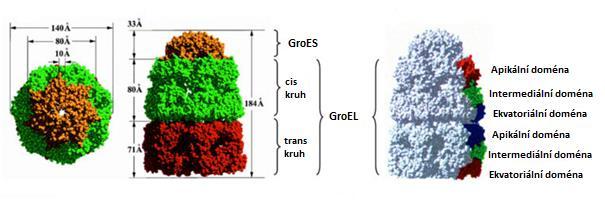 Obr. 3: Struktura GroEL-GroES komplexu.