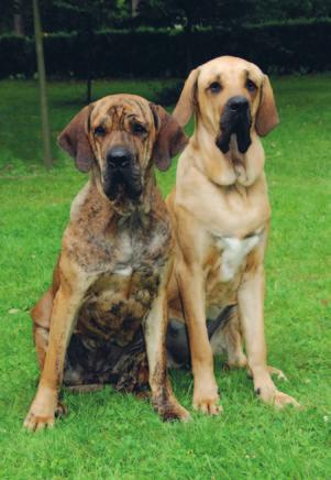 Cane corso italský corso pes