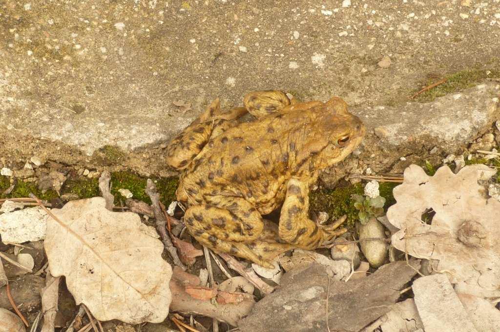 Ropucha obecná (Bufo