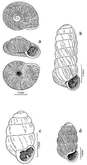 Vallonia tenuilabris