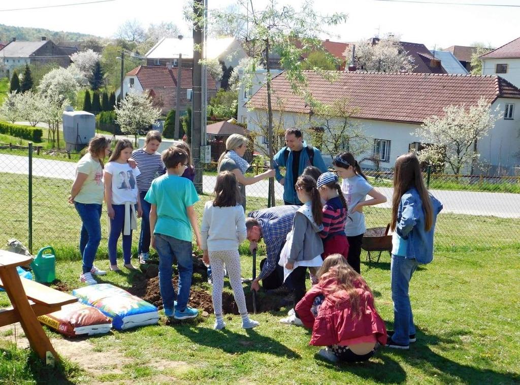 SÁZÍME STROMY 28. 10. 2011 habr, třešeň a brslen; 7. 11.