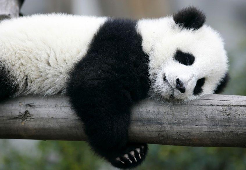 Po vyčištění příbytků pro pandy je WejChua obvykle promočený potem. V deštivých dnech pandí výkaly nepříjemně páchnou.