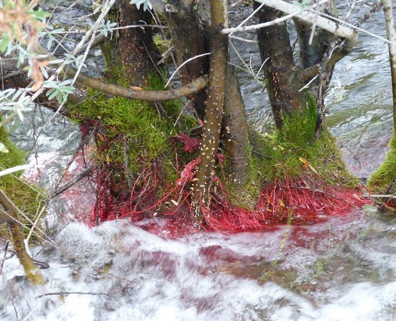 Proto jsou některé starší cesty rušeny a příval návštěvníků je soustřeďován na velkokapacitní dřevěné chodníky a visuté lávky.