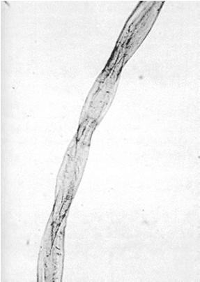 Vlákna Vlákna Lýko (len) Z agáve Plus sloučeniny stříbra v technickém oblečení viskóza Zkoumání vláken Vlákno bavlny Mikroskop komparační skenovací elektronový mikroskop UV, IR, Ramanova