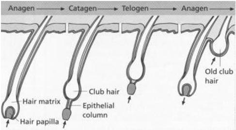 Lidský vlas Po délce nemění barvu (na rozdíl od zvířecích) Medula zabírá maximálně 1/3 průměru Medula je nespojitá s nezřetelnou strukturou (zvířecí má pěknou