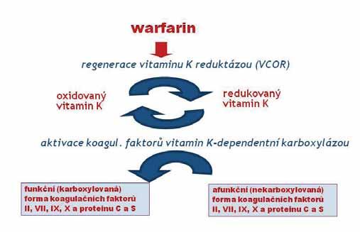 Warfarin je stále nejpoužívanějším antikoagulanciem, jeho spotřeba neklesá, jen se zvyšuje podíl nemocných léčených přímými perorálními antikoagulancii xabany a gatrany.