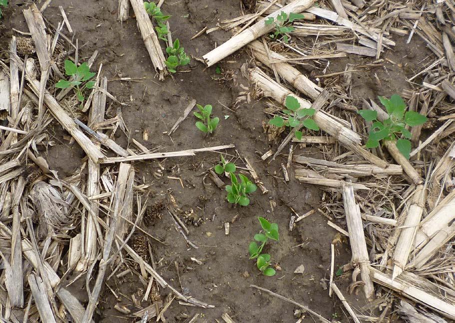 6 OCHRANA PROTI VĚTRNÉ EROZI 6.2 Agrotechnická opatření Půdu je nutno udržovat trvale ve strukturním stavu s dostatečnou vlhkostí, a tak zvyšovat její odolnost před účinky větru.