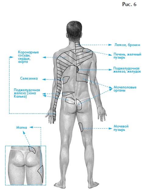 Strana 33 z 192 Tepny, srdce, aorta Slezina Slinivka břišní (Calkovo místo) Plíce, průdušky Játra, žlučník Slinivka břišní, žaludek Urogenitální orgány Děloha Močový měchýř Obrázek 6 - Spouštěcí zóny