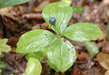 VRANÍ OKO ČTYŘLISTÉ (Paris quadrifolia) - tmavě modrý plod obsahuje toxické saponiny paridin a paristyfnin - podráždění