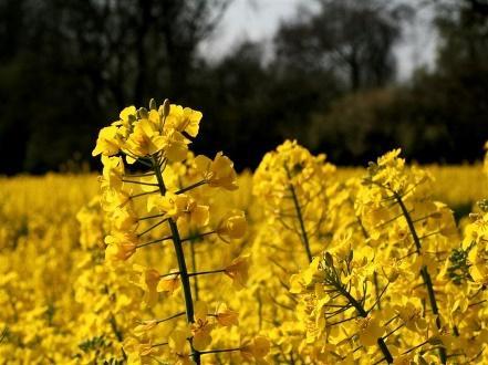 spalování vzniká 85 % skleníkových plynů, je bionafta ekologičtější. Při její produkci vzniká šestkrát méně plynů, které přispívají ke vzniku skleníkového efektu.