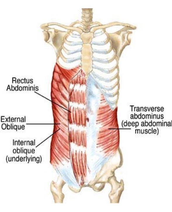 abdominis na přední