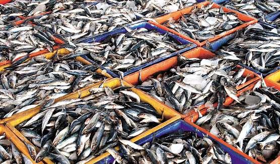 Informačníservis Krátké zprávy ze světa Export rybzvnitrozemského Běloruskadoruska prudcevzrostl Za prvnítři měsíce letošního roku se ze zemí EU do Běloruska dovezl patnáctkrát větší objem rybnež ve