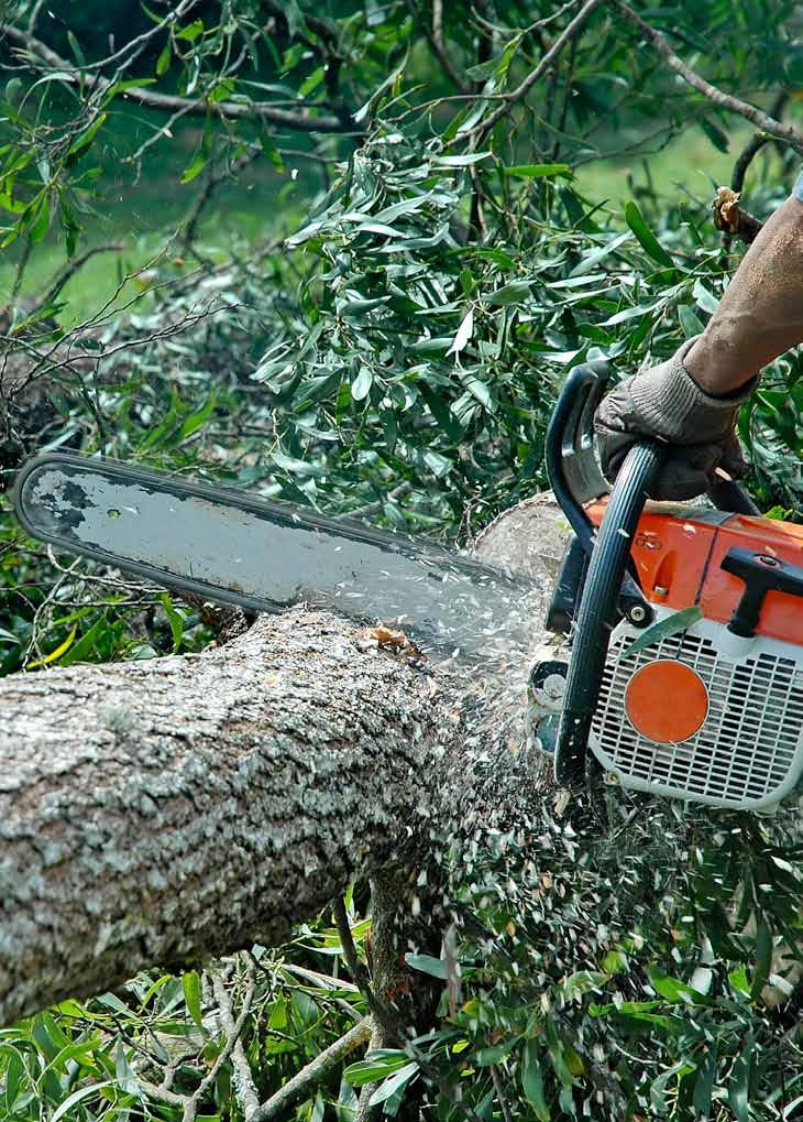 Timber Cut prezentuje dobře zavedenou