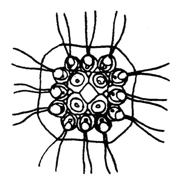 TŘÍDA: CHLAMYDOPHYCEAE ROD Gonium Tvoří 4-16 buněčné deskovité cenobium.