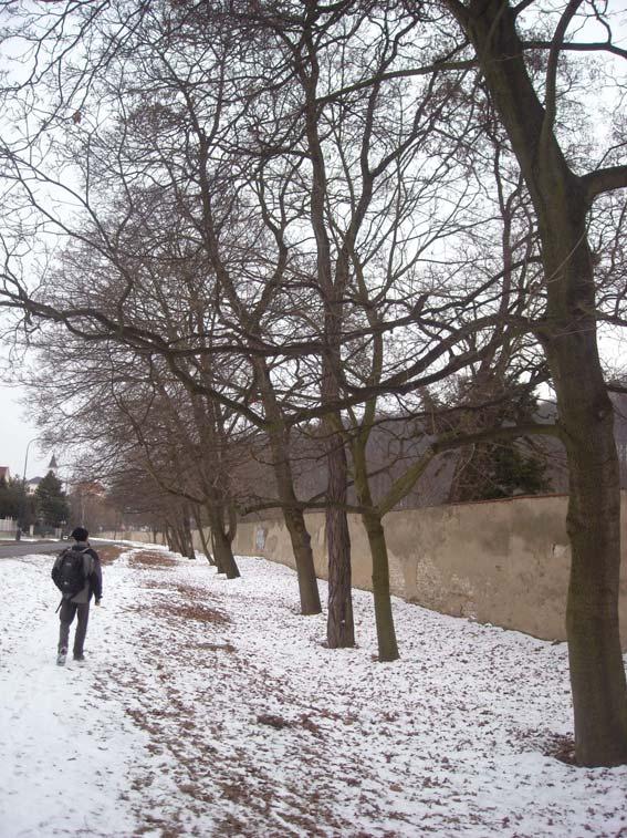 Otevření zaklenutého úseku Šáreckého potoka u obory Hvězda Realizace 2009