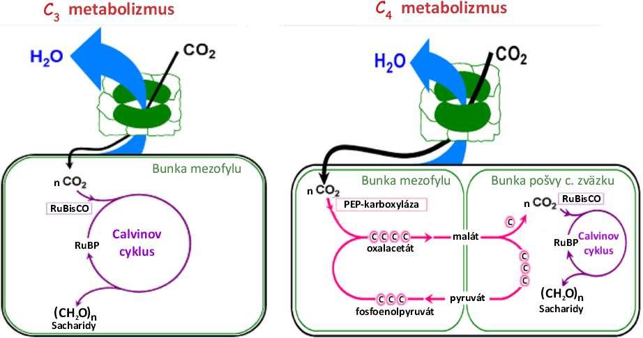 fixujú odlišným, pre CO 2 špecifickejším enzýmom PEP-karboxylázou, pričom vzniká 4-uhlíkatý oxalacetát, ktorý sa mení na malát transportovaný do špecializovaných buniek pošvy cievneho zväzku.