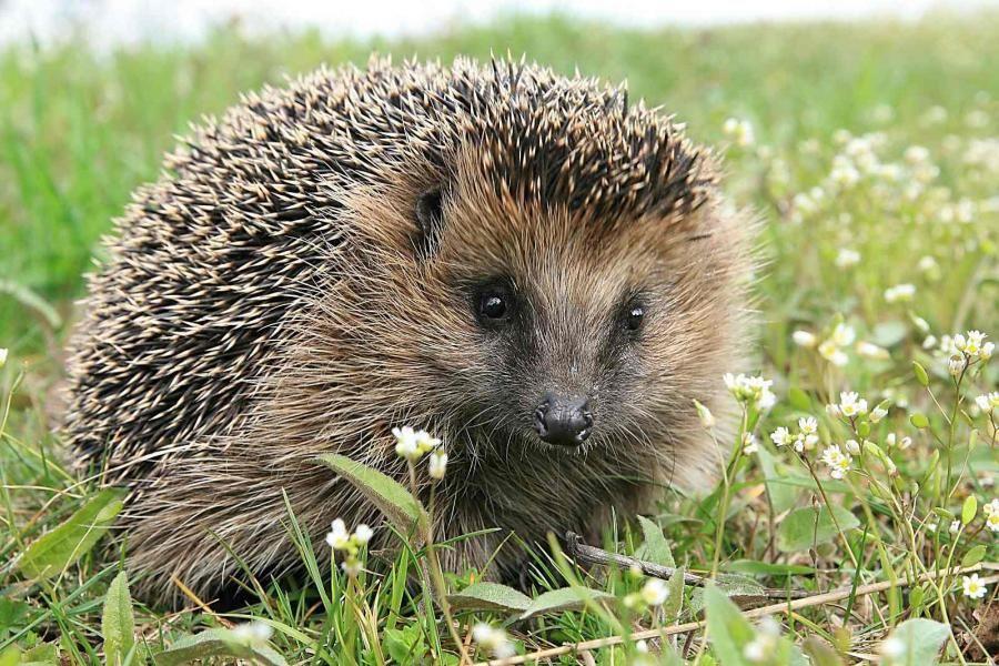 Ježek západní Délka: 22-27 cm Hmotnost: 0,9-1 kg Rozšíření: Evropa Loví červy, hmyz, pavouky a další malé