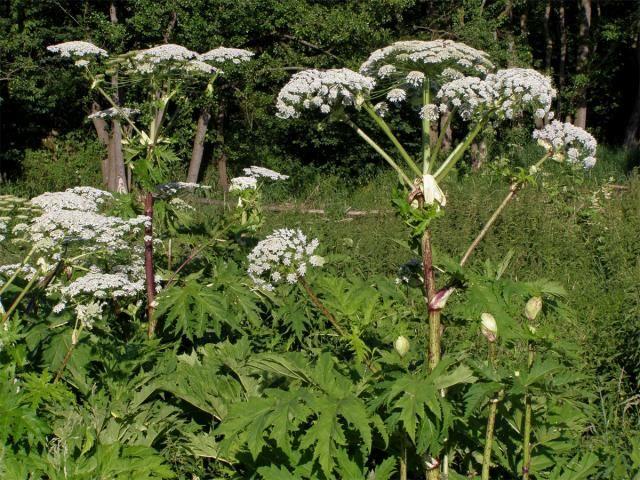 Bolševník obecný 50-150cm vysoká, dvouletá či víceletá bylina s tlustým, vřetenovitým hlavním kořenem. Lodyha dutá, hranatě rýhovaná, chlupatá.