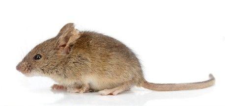 Myš domácí Délka: 7-10,5 cm Hmotnost: 10-35 g Rozšíření: celý svět kromě polárních oblastí Druhý