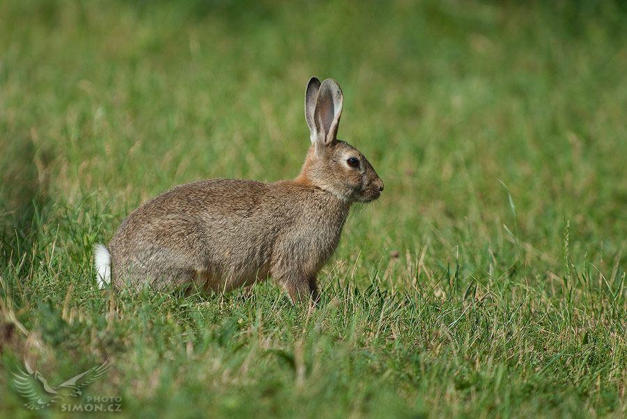 Králík divoký Délka: 34-50 cm Hmotnost: 1-2,5 kg Rozšíření: Evropa, severozápadní Afrika, Austrálie, Nový Zéland,