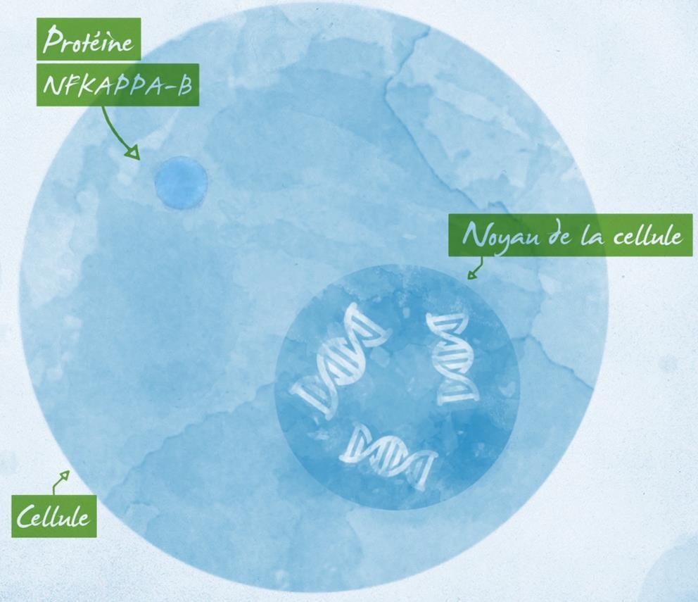 Četné vědecké studie* po celém světě prokázaly účinnost léku Arnica a mechanismus jejího účinku