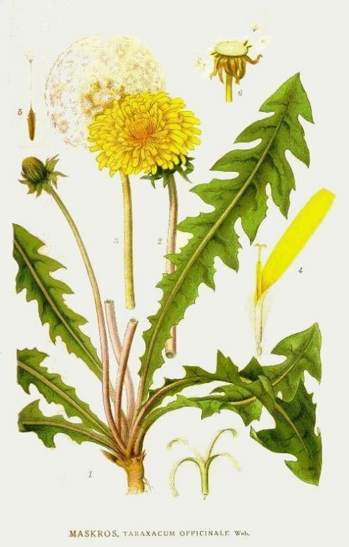 Smetanka lékařská - Taraxacum officinale Jednoletá bylina, kořen Mírné pásmo Evropa Tradiční využití: zlepšuje chuť k jídlu