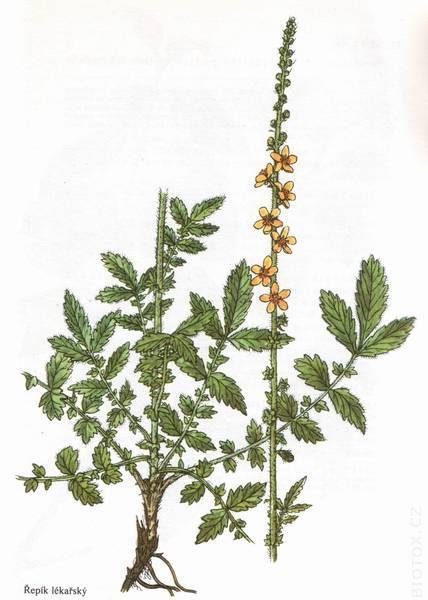 Řepík lékařský - Agrimonia eupatoria Vytrvalá bylina, mírné pásmo,