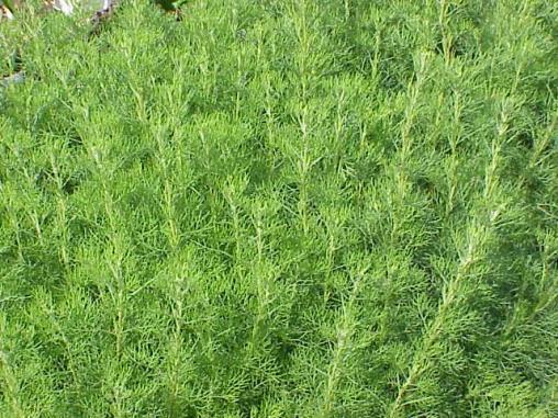 Pelyněk brotan Artemisia abrotanum Vytrvalá bylina, dříve hojná na