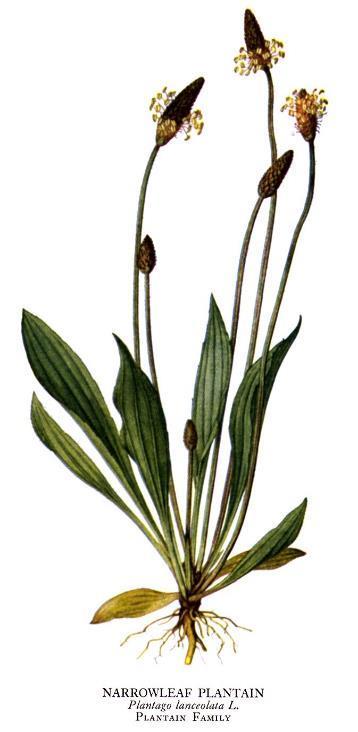Antitusika Jitrocel kopinatý Plantago lanceolata Vytrvalá