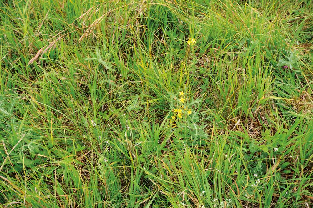 Pimpinella saxifraga +, Plantago lanceolata +, P. media +, Poa compressa +, Prunus avium juv. +, Rosa canina agg. juv. +, Salvia nemorosa +, Sanguisorba minor +, Securigera varia +, Viola ambigua +, V.