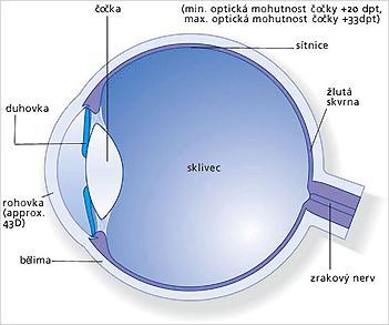 Schéma lidského oka Pednáka Pm ohovky: mm Pm duhovky: (-8) mm Pm oka: ~ cm Index lomu oky:.