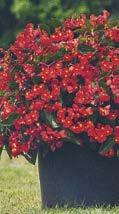 ROSE RED BEGONIE BIG F1