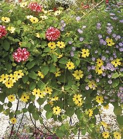 POPÍNAVÉ ROSTLINY THUNBERGIA (Černooká Zuzana)