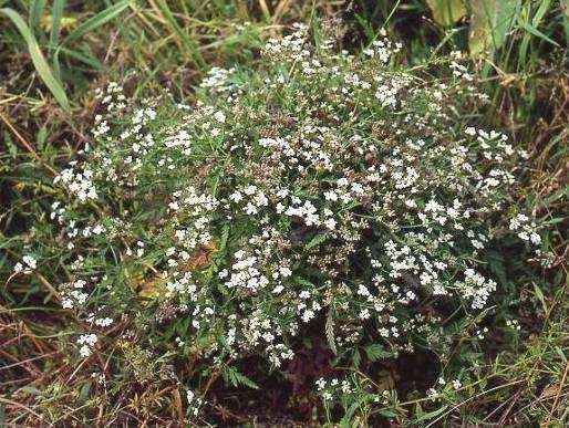 amarella (hořeček nahořklý pravý) Gentianella lutescens subsp.