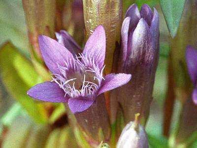 Greuterův) Epipactis leptochila subsp.