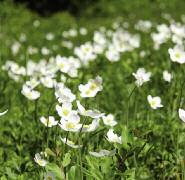 15 16 17 18 19 20 15 Jetel alpský (Trifolium alpinum) 16 Výtod větší (Polygala mayor) 17 Třezalka ozdobná (Hypericum elegans) 18 Řebříček obecný (Achillea millefolium) 19 Kozinec (Astra Galus sp.