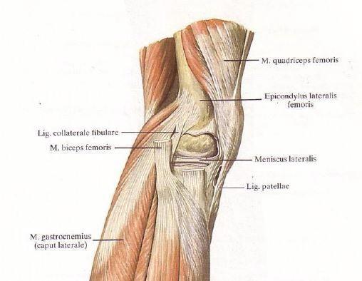 PŘÍLOHA I/B - Svaly v oblasti kolenního kloubu (podle: Sinelnikov 1988) Obr. 3.