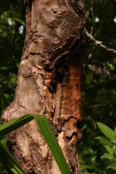 CANELYS Přírodní rostlinný přípravek s akaricidními,