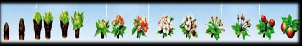 Peckoviny Počátek květu Aminocat 30 0,3-0,5l Florone 0,1-0,2 l Microcat Ca B 0,1-0,2 l Solucat 0-40-28-0,8 kg Koncentrace přípravků na 100 l vody Rašení Kelik K 0,2-0,3 l Razormin 0,15-0,3 l Solucat
