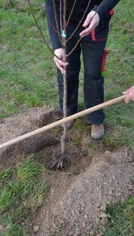 úvazek pomocí provázku (přichycení stromku ke kůlu) řez po výsadbě: a) podzimní výsadba řez na jaře před rašením b) jarní výsadba hned po výsadbě