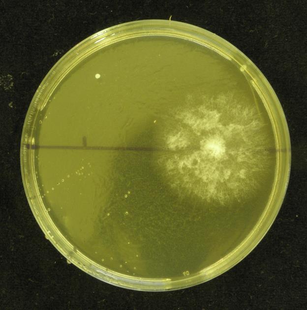 Příprava substrátu z pelet z pšeničné slámy Hodnocení na přirozeném substrátu se provádí na pšeničných peletách o vlhkosti okolo 70-72%.