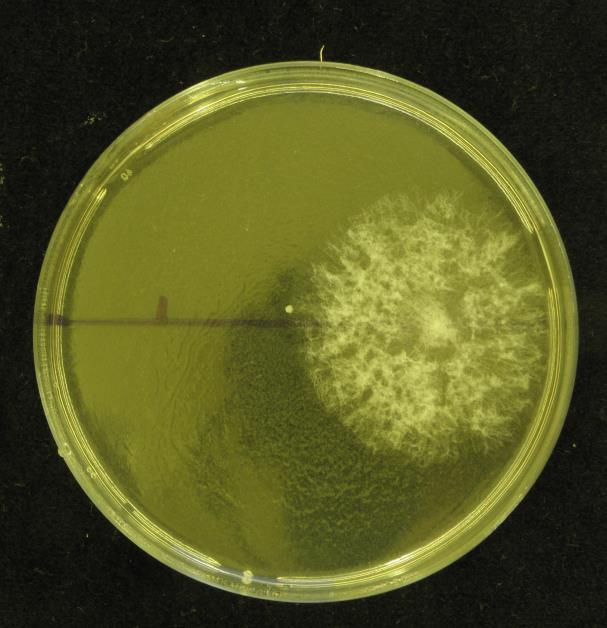 Hodnocení na agarových miskách Hodnocení se provádí na 2% sladinovém agaru bez přídavku antibiotik na 90 mm Petriho miskách.