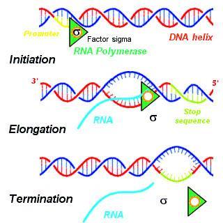 44. Transkripce a posttranskripční úpravy RNA u eukaryot Trankripce DNA transkripce je proces přepisu informace z DNA do molekuly RNA obvykle je přepisováno pouze jedno vlákno DNA nazývá se pracovní