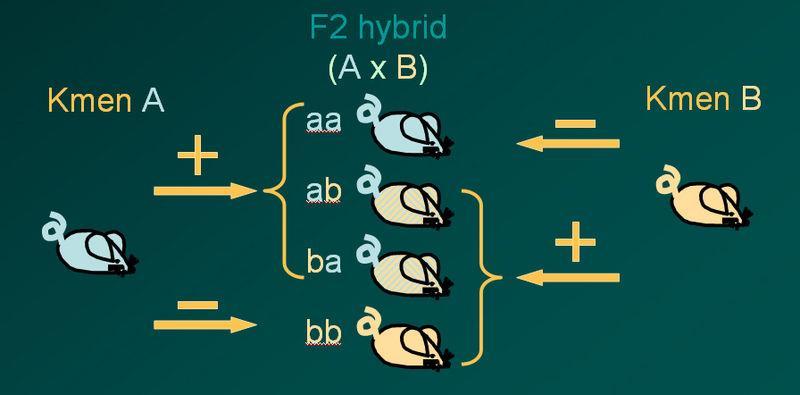kombinace aloantigenů rodičovských kmenů (pokud nedojde k mutaci některého lokusu), které jsou všechny obsaženy v genotypu F1 hybrida F1 hybrid dvou inbredních kmenů je univerzálním příjemcem štěpů