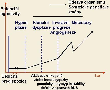 - nejběžnější (aktivita prokázána u 85-90% nádorových buněk) je mechanismus TERT proteinová komponenta telomerasy - jen malá část nádorových buněk využívá další mechanismus tzv.