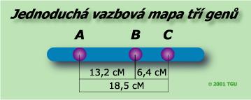 - pro stanovení pořadí a vzdálenosti genů na chromosomech se využívá zákonů genové vazby a tříbodového pokusu - tříbodový test současně sledujeme dílčí vazbové vztahy (rekombinační frekvence) 3