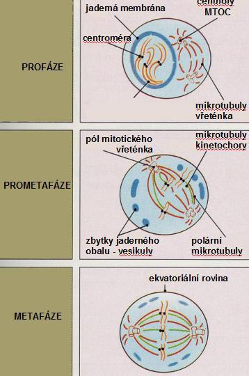 - svým minus koncem jsou mikrotubuly ukotveny k centrosomu a na plus konci se zkracují nebo prodlužují odbouráváním nebo připojováním tubulinových podjednotek - potřebná energie je získávána