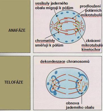 zkracováním nebo prodlužováním těchto vláken převážně na jejich plus konci se chromosomy přesouvají do středu buňky ekvatoriální rovina - astrální směřují od pólů do všech stran podílejí se na